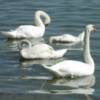 A family of swans making a visit