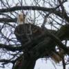 Bald Eagle in tree - Winter 2012