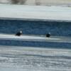 2 bald eagles visit Walled Lake - winter 2012