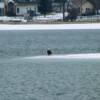 Eagle on the ice - winter 2012