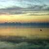 Lone Canadian goose at dawn