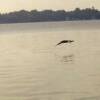 Heron in flight