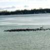 Swans among a flock of Coots as winter approaches